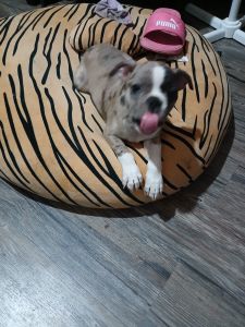 Frenchto 9week old with papers