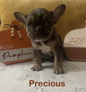 Merle French Bulldog