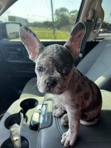 3 month old Frenchy