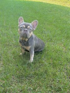 Beautiful French bulldog needs new home