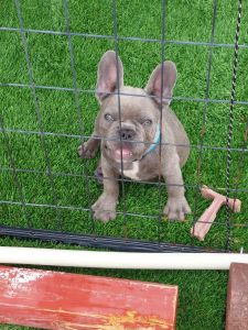 French bulldog puppy
