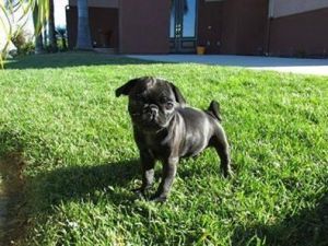 Enjoy Wonderfull Blue Pied French Bulldog Puppies