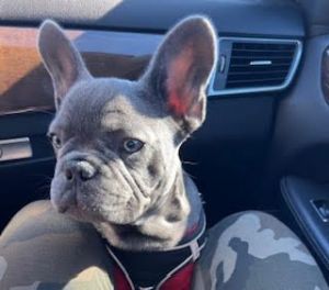 AKC French Bulldog