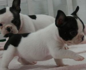 Lovely French Bulldog puppies
