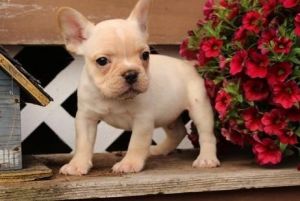 Champion bloodlines French Bulldog Puppies