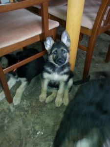 Adorable German shepherd Puppies For Sale