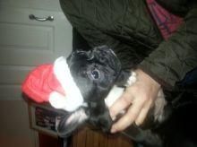 3 Beautiful French Bulldog Bitches ***