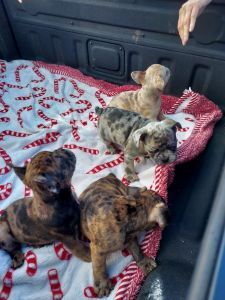 AKC French Bulldog Puppy