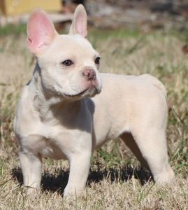 French Bulldog Puppies for sale in Allen, TX, USA. price: $2,500