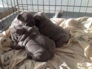 beautiful male and female french bulldogs