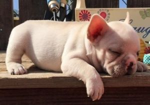 French Bulldog Puppies need home