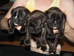 French Bulldog Puppies