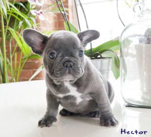 Proven Pied Blue French Bulldog Puppies For Sale.