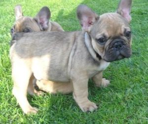 affectionate french bulldog available