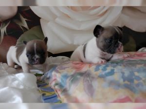 qe french bulldog puppies