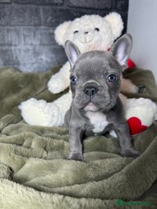 Healthy French bulldog puppies