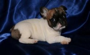 Kc And Dna Tested French Bulldog Puppies For Sale