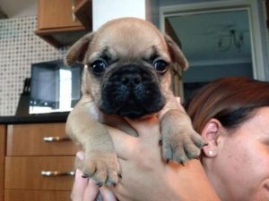 Kc French Bulldog Pups (eastonite Diamond Geezer)