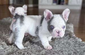 AKC French Bulldog Puppies