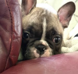 AKC Standard French Bulldog