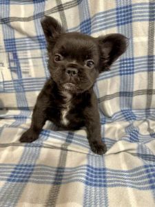 Fluffy French Bulldog Puppies- AKC