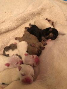 Perros en buen estado y saludables