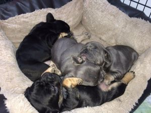 cvjdg male and female for rehoming fee