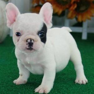 Blue Jay - Male French Bulldog