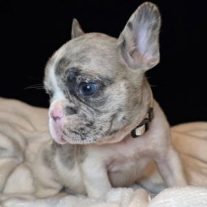 French Bulldog Puppies Looking for Loving Homes