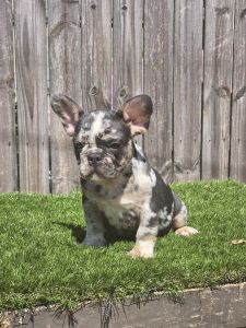 Akc French Bulldog puppies