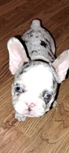 French bulldogs puppies for sale. 22 for girls 25 for the boy