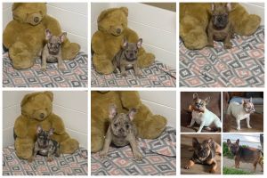 French bulldog puppies