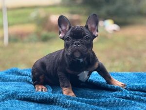 Max Male Frenchie now available