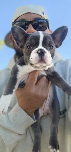 4 beautiful French bulldog puppies 1 male 3 female's