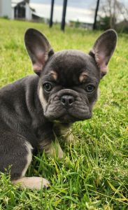 Female pure breed french bulldog
