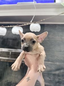 Frenchie/Pomeranian Mix