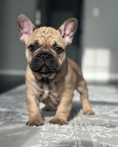✨ Adorable French Bulldog Puppies – Healthy, Playful & Family-Raised!