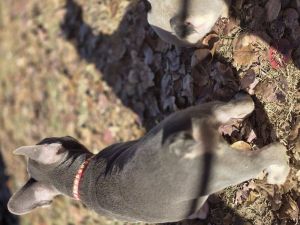 Adorable French bulldog