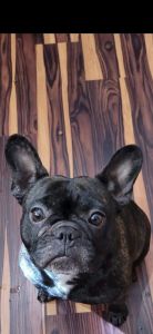 French Bulldog Female