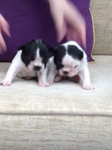 French Bulldog Puppies Kc Registered