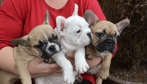 Sweet French Bulldog puppies