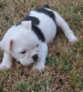 French Bulldog Puppies