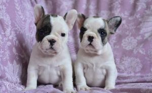 Quality male and female french bulldog puppies
