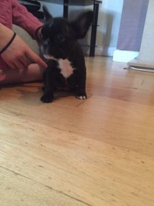 affectionate Xmas French Bulldog Puppies