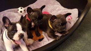 Black and White French Bulldog Puppies