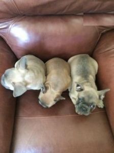 French Bulldogs Puppies adoption