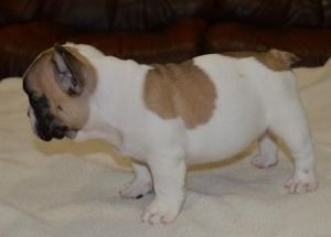 French Bulldog For adoption