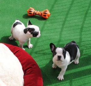 Healthy French Bulldog Puppies For Adoption