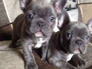 Kc Reg Blue Frenchbulldog