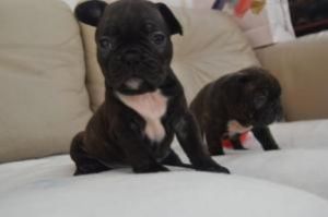 French Bulldog Puppies